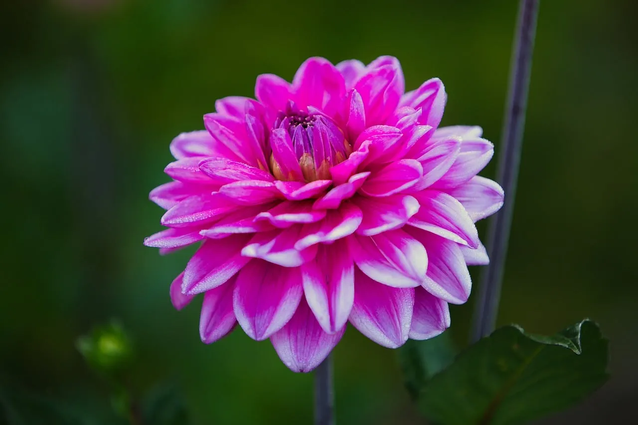 Vibrant Pink Dahlia: A Macro Summer Bloom
