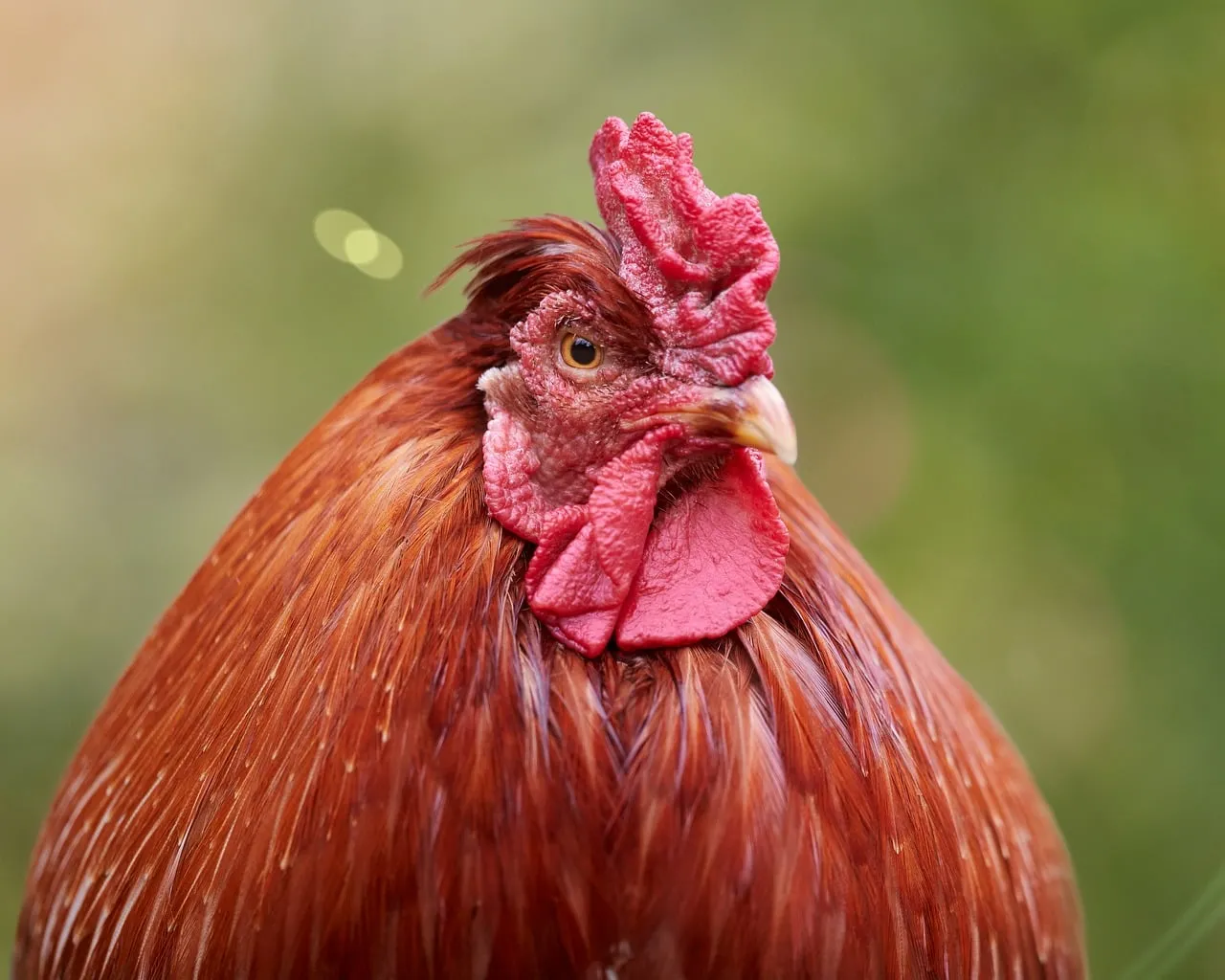Vibrant Rural Majesty: Stunning Close-up of a Rooster