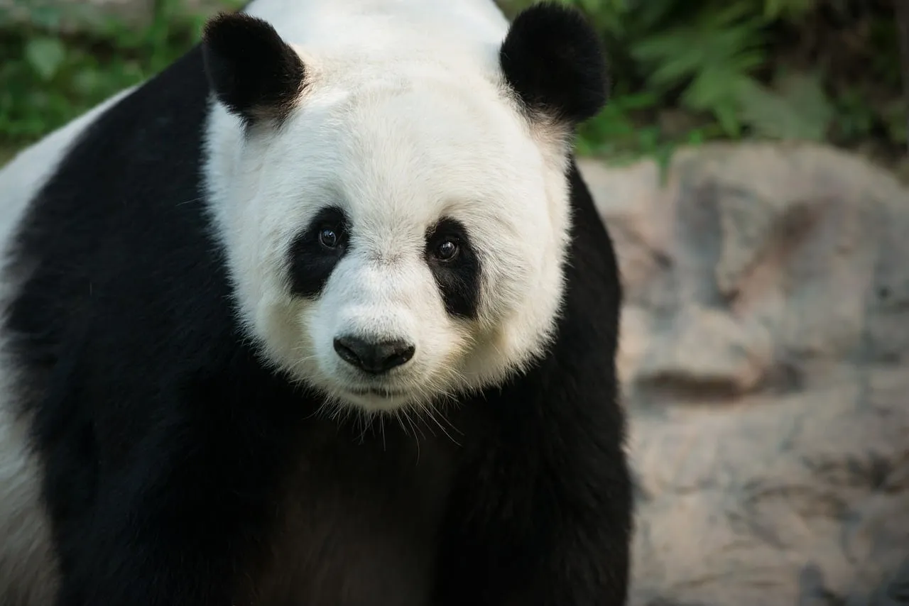 Enchanting Giant Panda: A Glimpse into Serene Wilderness