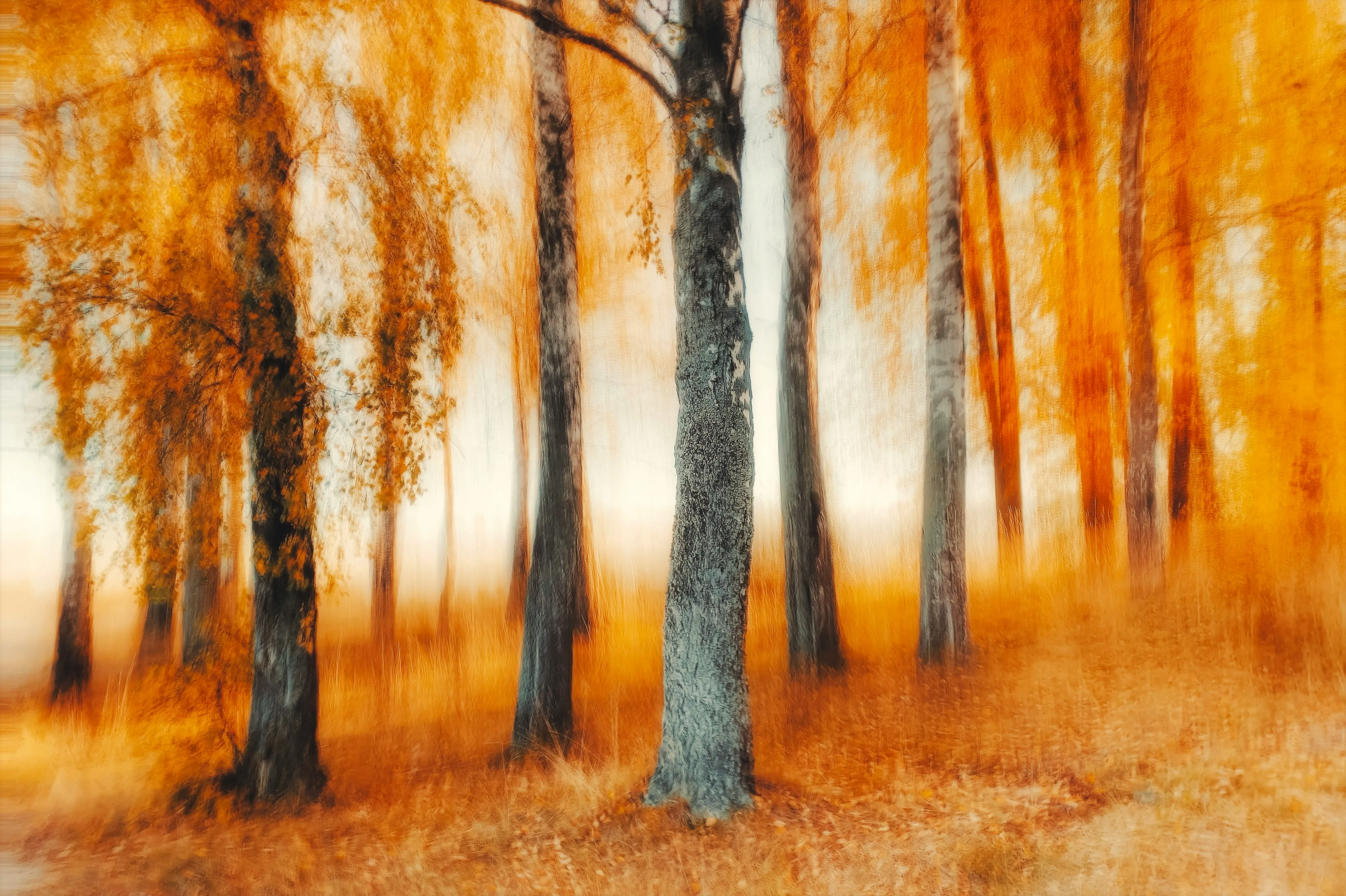 Vibrant Autumn Hues: Blurred Forest Abstract