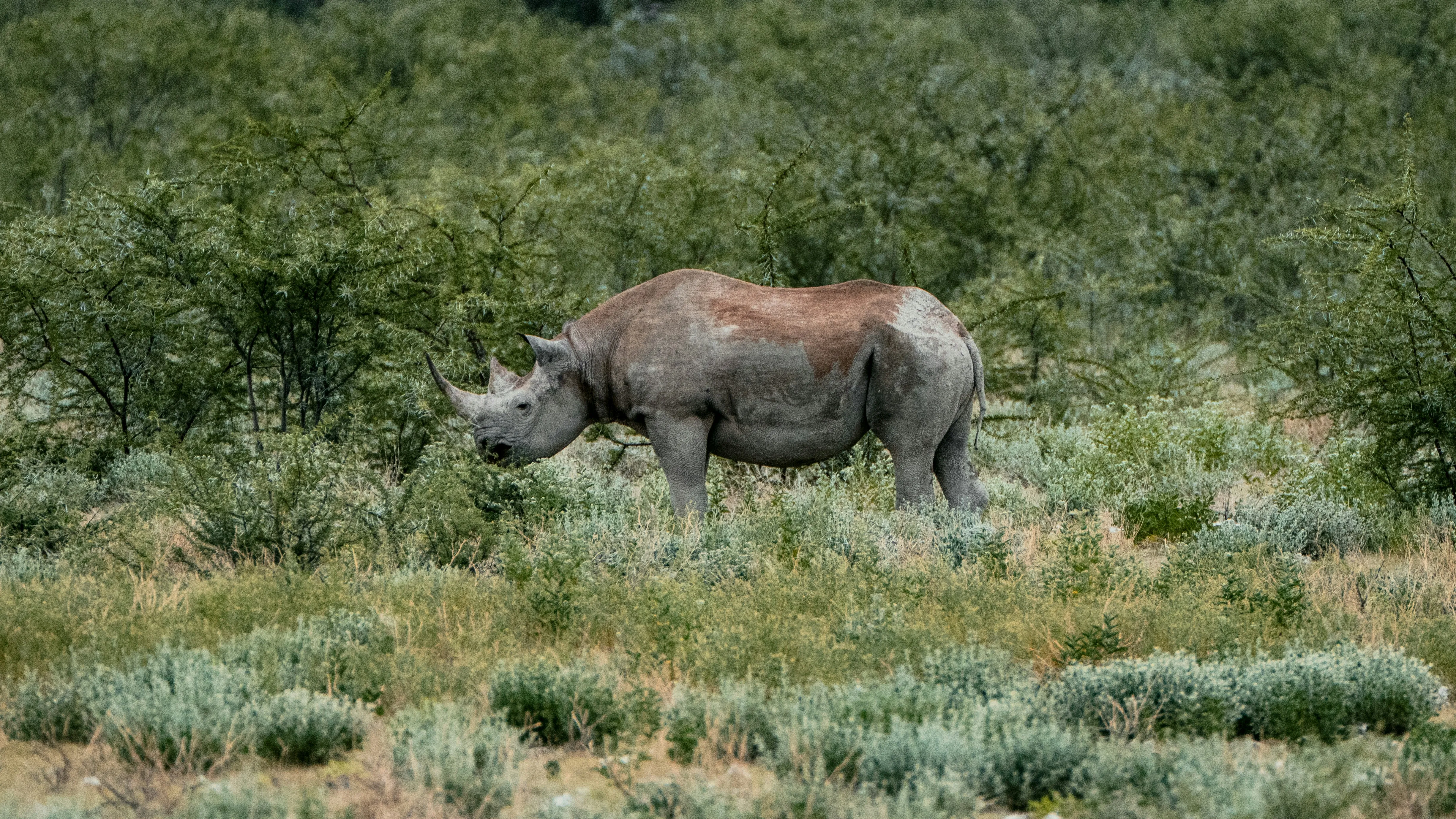 Majestic Black Rhino Roaming Wild in African Savanna