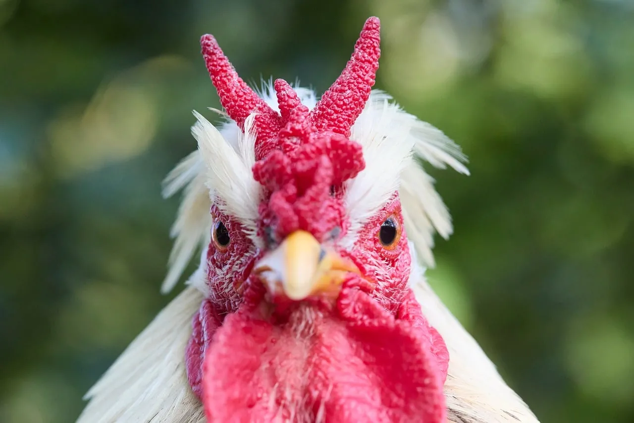 Majestic White Rooster: A Close-Up of Farm Pride