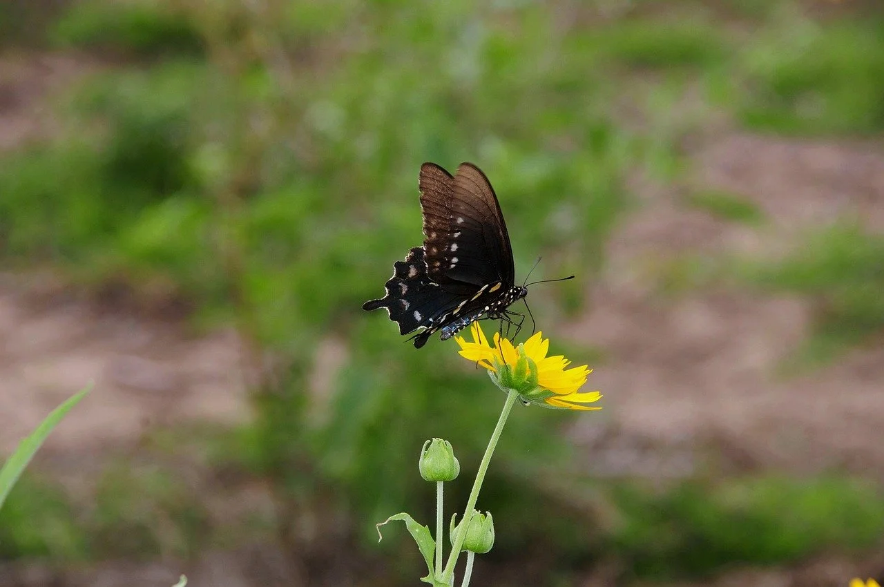 Vibrant Summer: Butterfly Pollinating Yellow Bloom