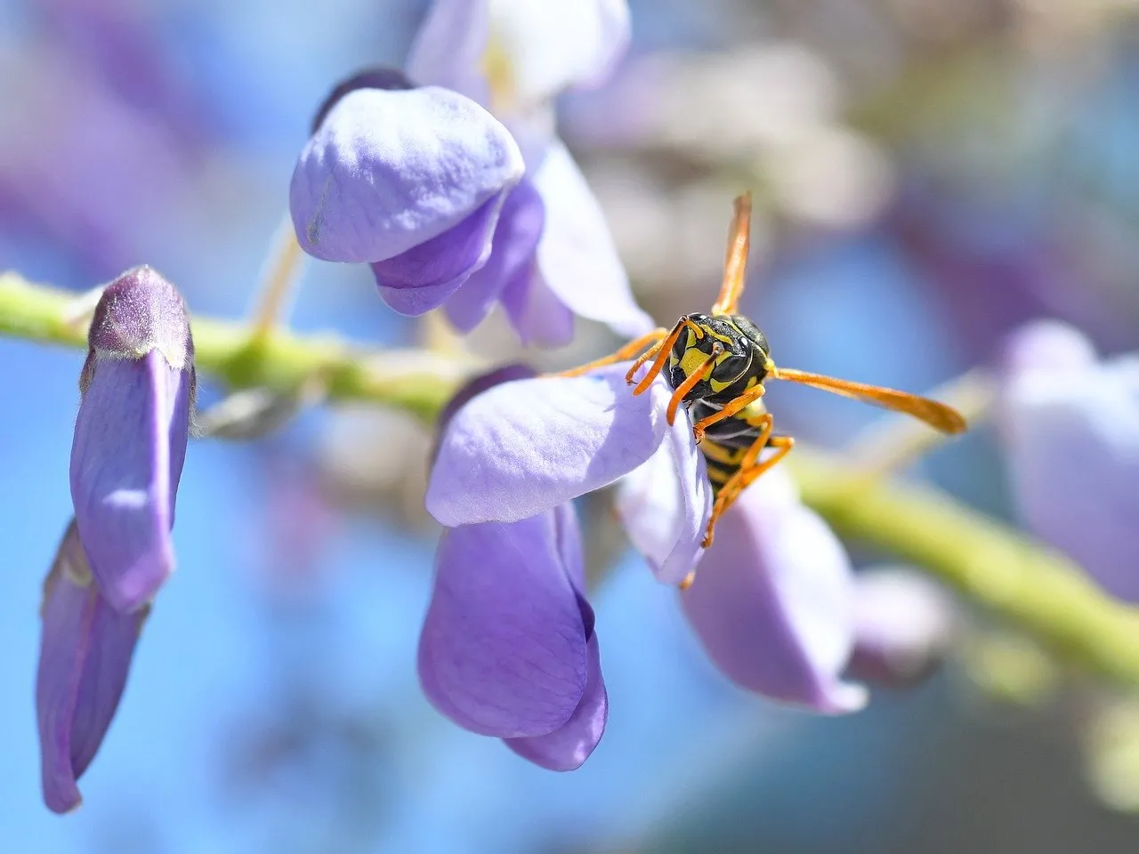 Vibrant Wisteria Macro: Wasp on Purple Flower