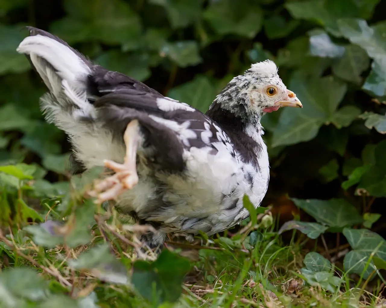 Charming Speckled Chick Exploring Nature's Green