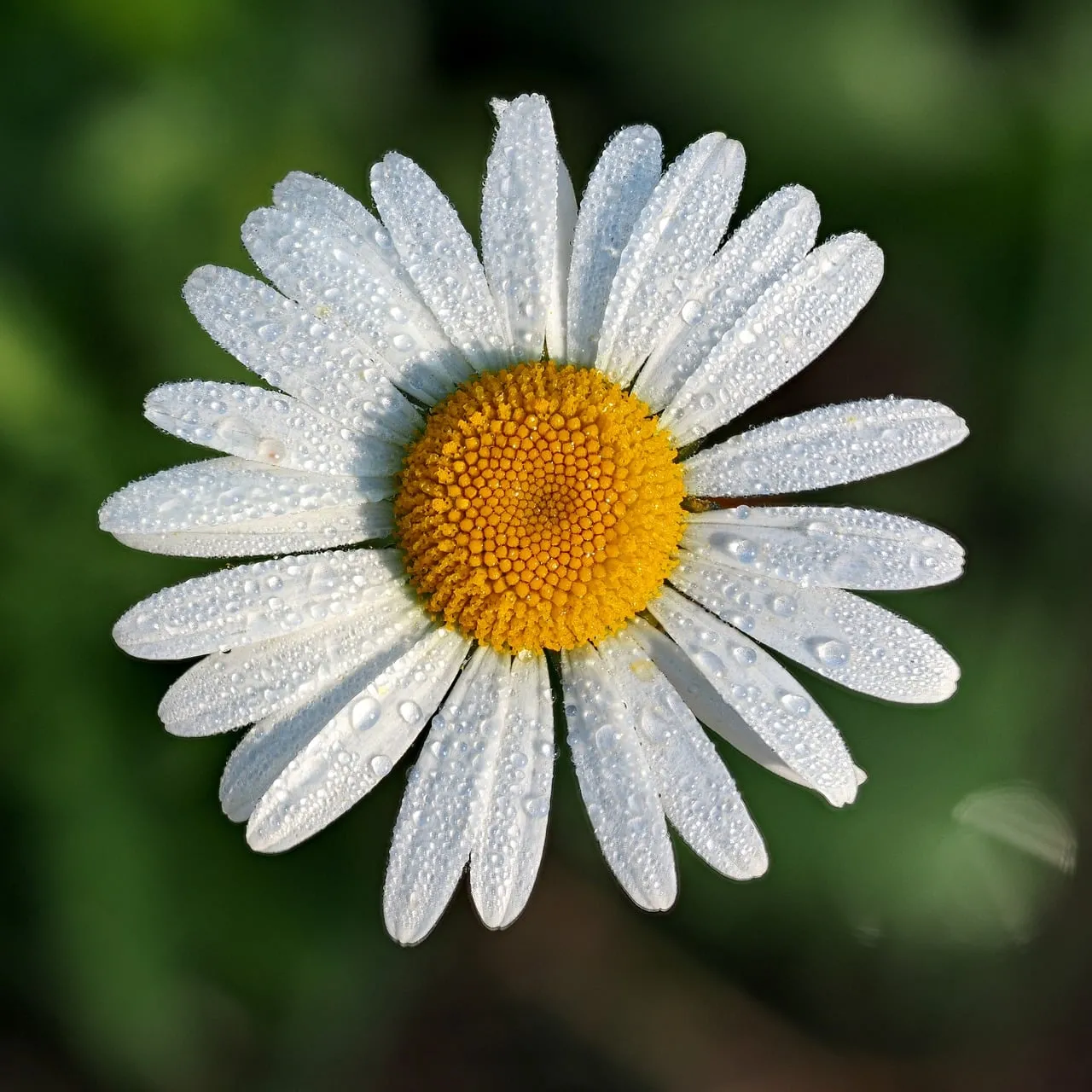 Stunning Macro: Dew-Kissed Daisy's Pristine White Petals