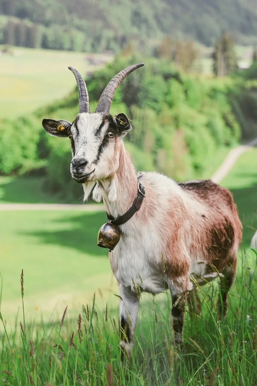 Majestic Mountain Goat in Lush Bavarian Pasture