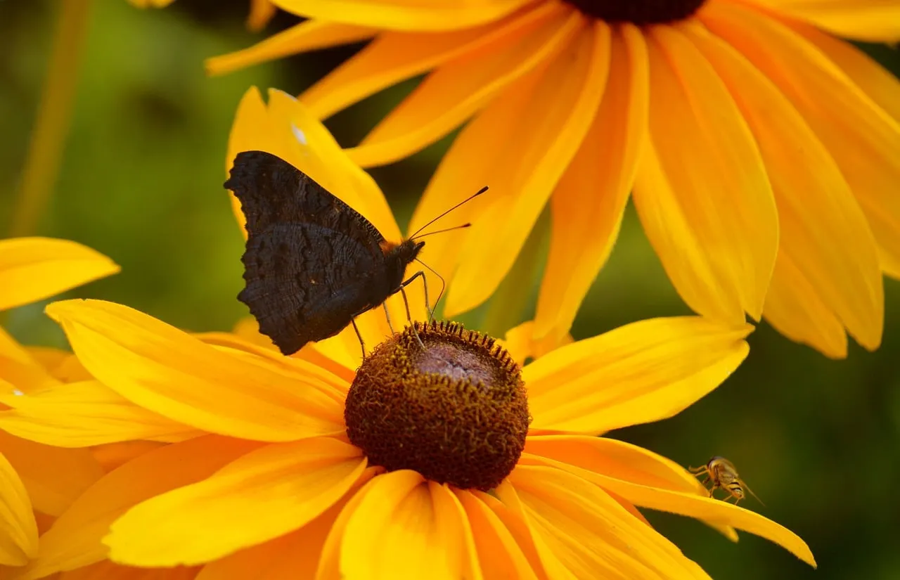 Vibrant Butterfly on Golden Coneflower Blossom