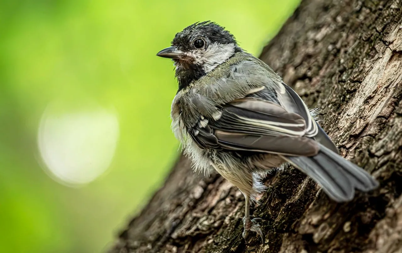 Charming Sparrow Perched: A Glimpse of Spring Wildlife