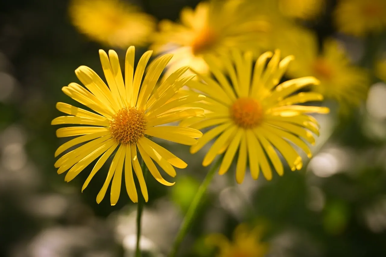 Vibrant Yellow Leucanthemum Blooms in Spring Sunlight