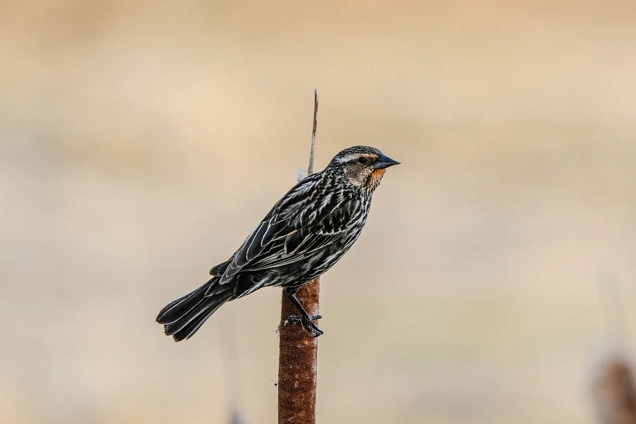 Vibrant Red-winged Blackbird Perched in Spring Wilderness