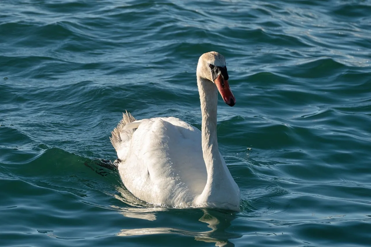 Graceful Swan Gliding on Serene Blue Water