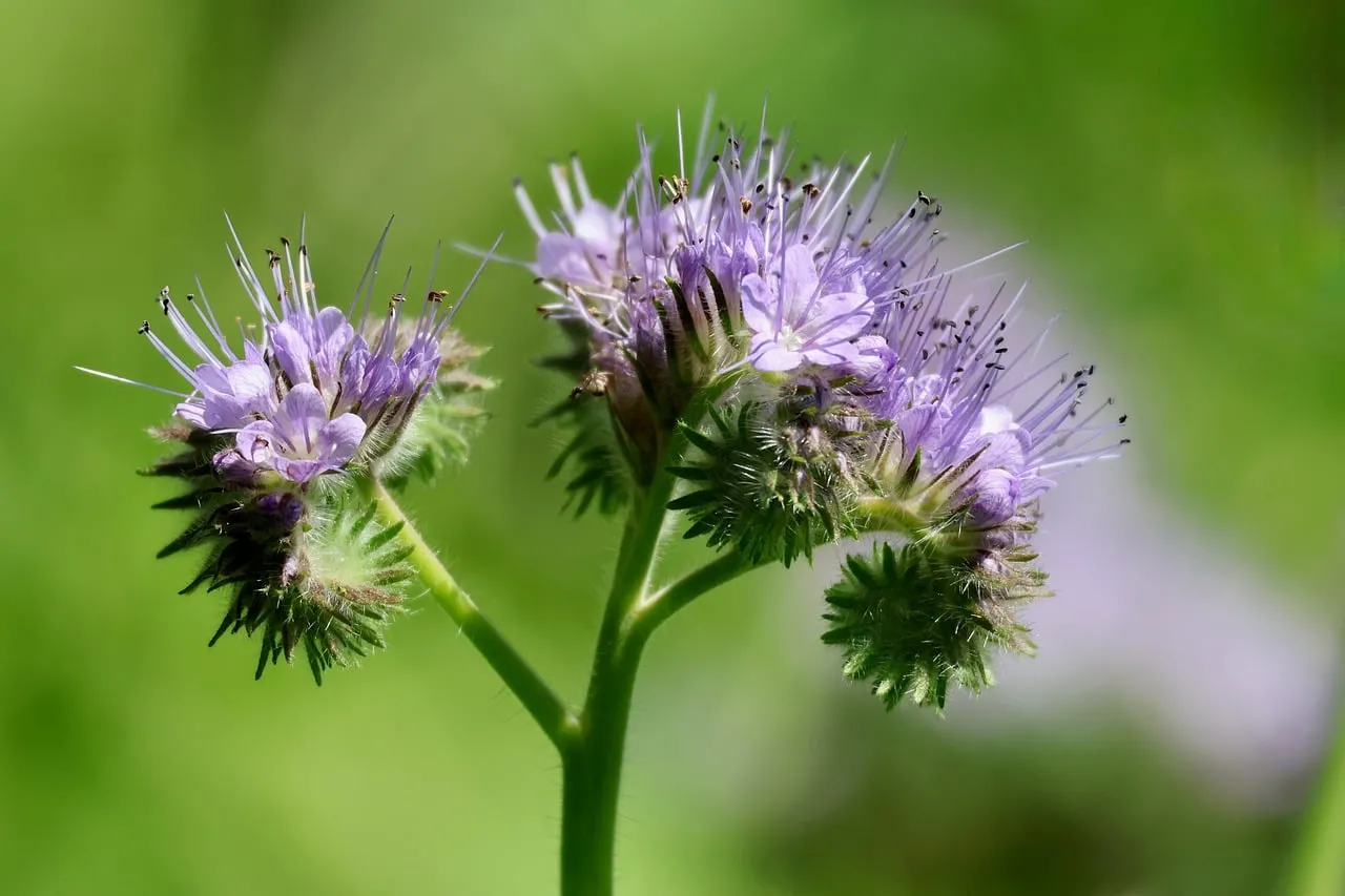 Vibrant Phacelia Blooms: Purple Delights in Nature's Meadow
