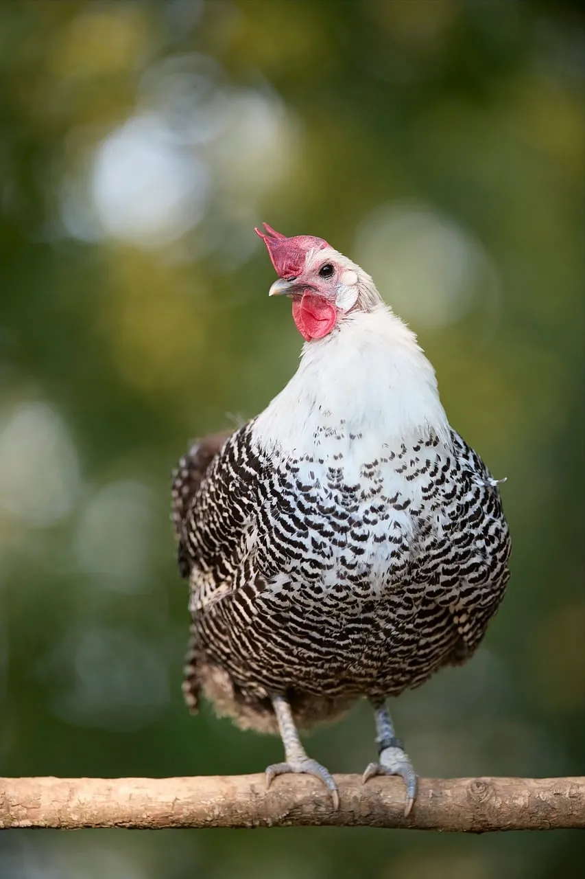 Stunning Braekel Hen: Captivating Farm Bird Portrait