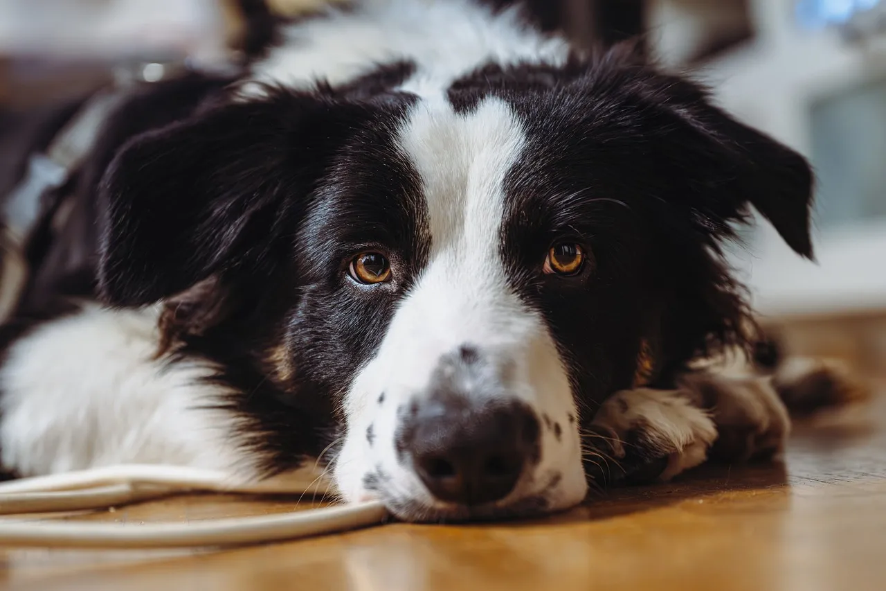 Captivating Gaze: Cute Border Collie Portrait