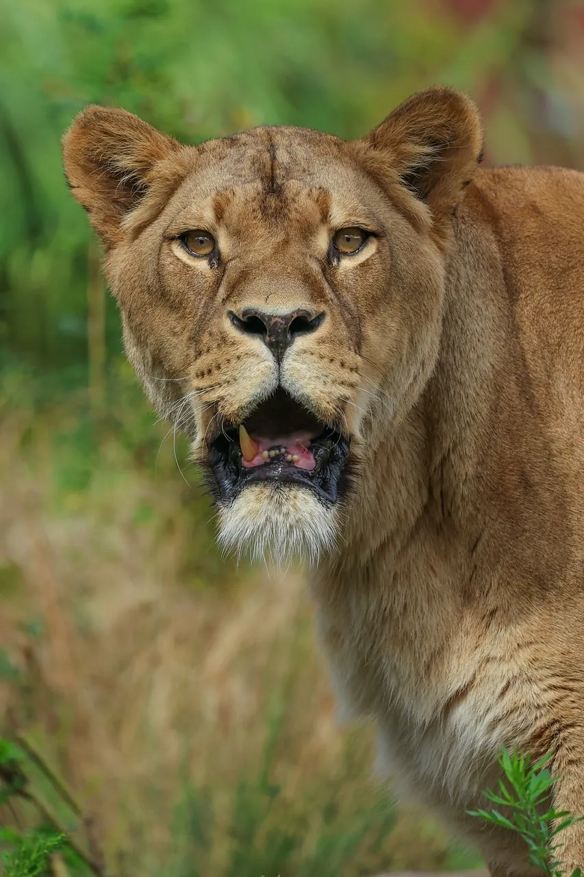 Intense Gaze: Lioness Roaring in Wild Safari