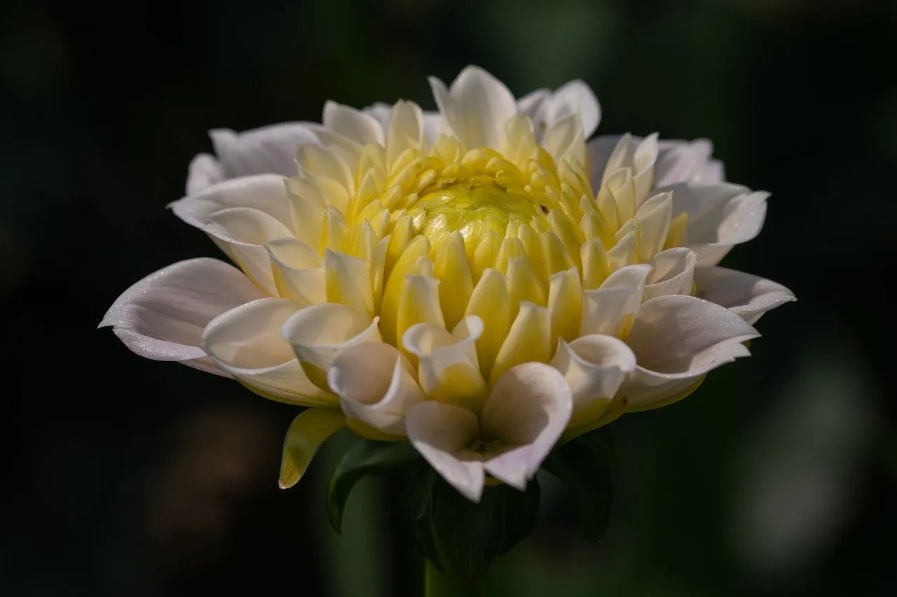 Stunning White & Yellow Dahlia: A Macro Bloom in Full Splendor