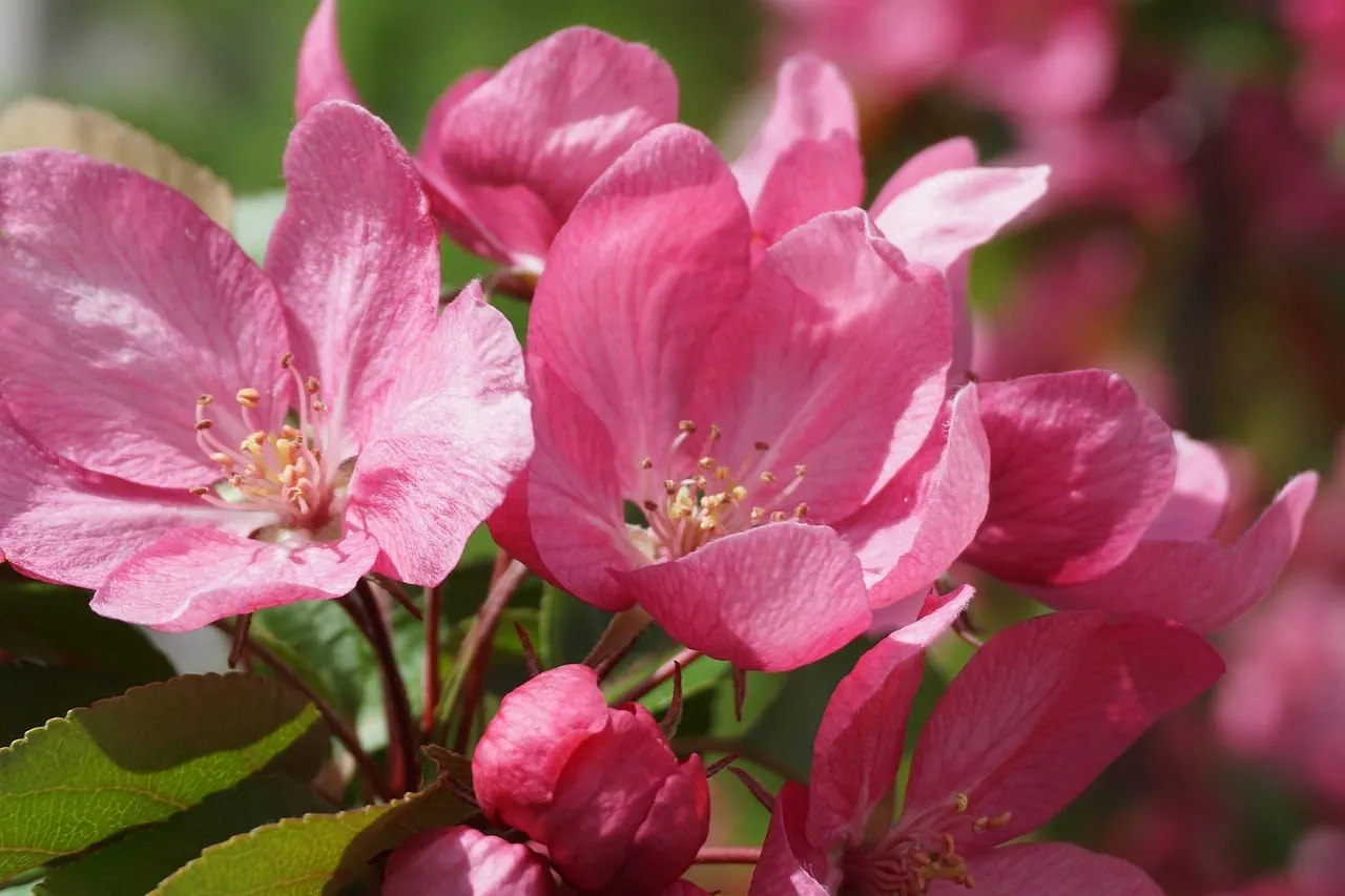Vibrant Pink Crabapple Blossoms: A Springtime Spectacle