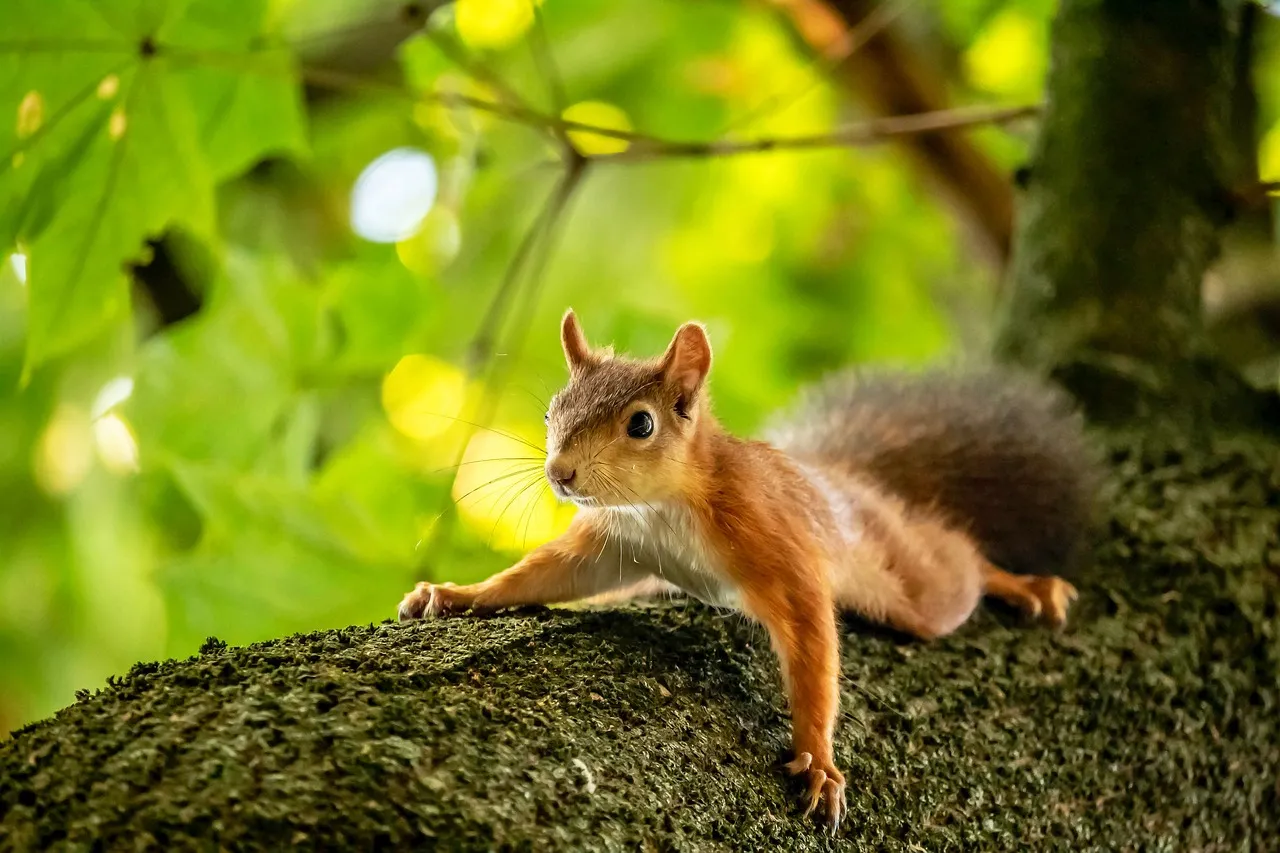 Charming Woodland Squirrel: A Cute Wildlife Portrait in Nature