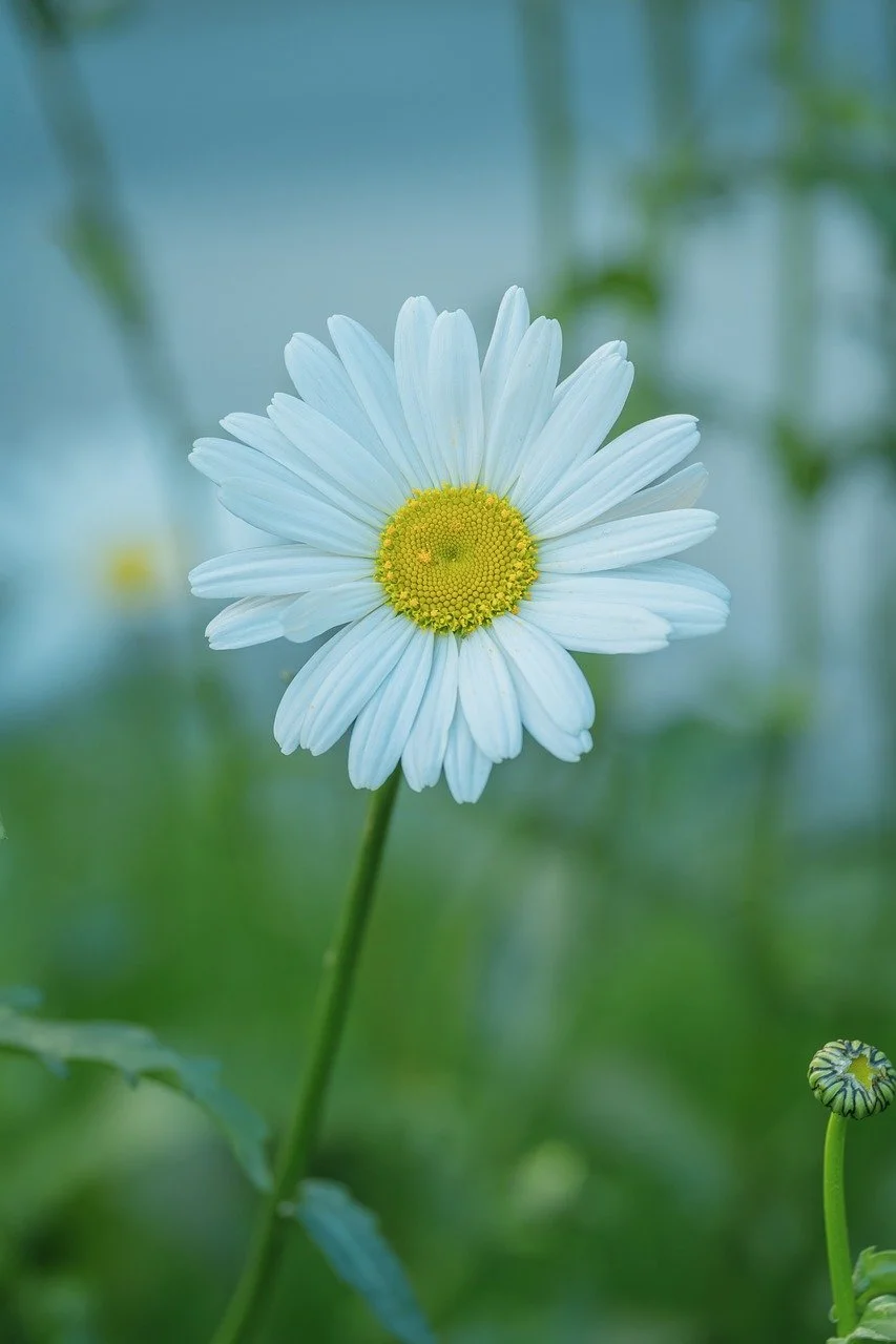 Stunning White Daisy: Captivating Simplicity in Nature's Embrace