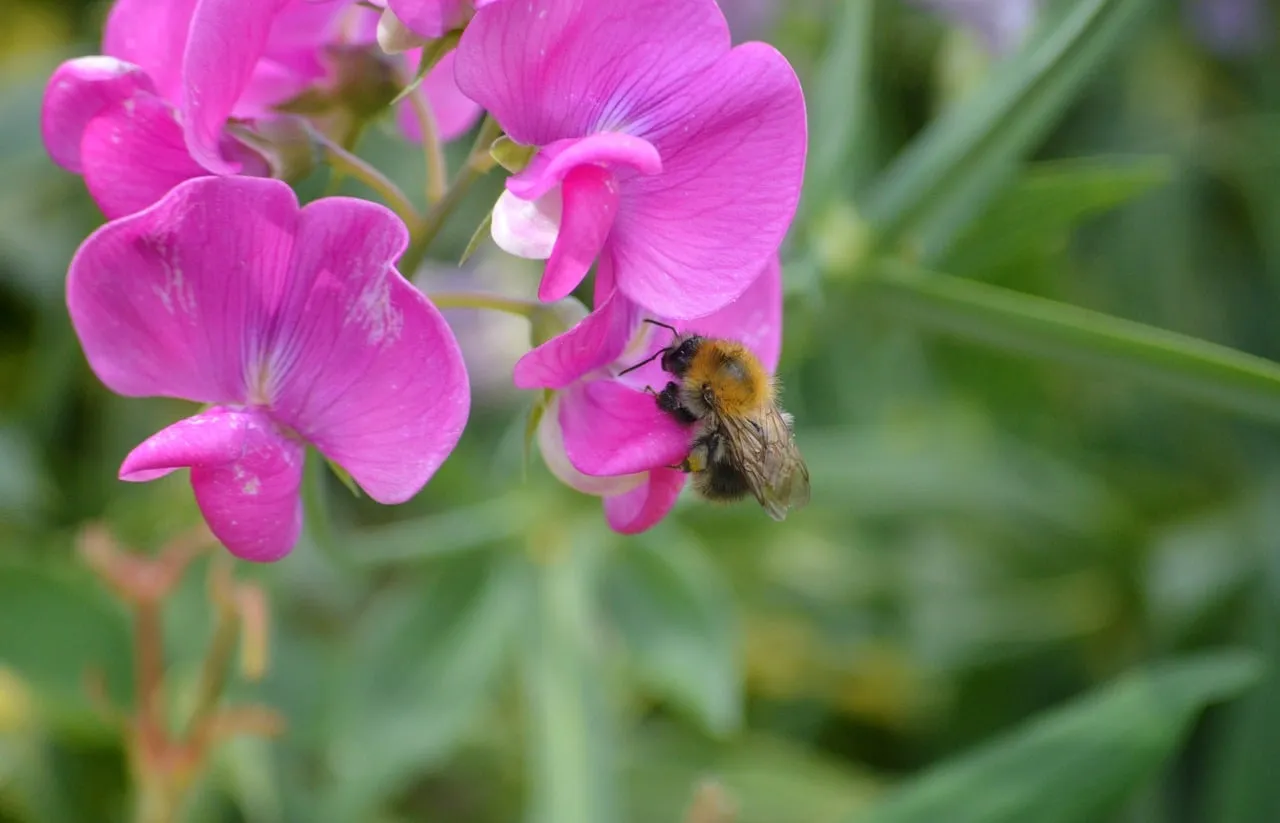 Vibrant Pink Vetch: Bumblebee's Summer Delight