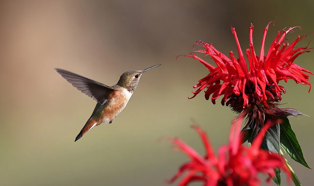 Vibrant Hummingbird Nectaring on Fiery Red Blooms