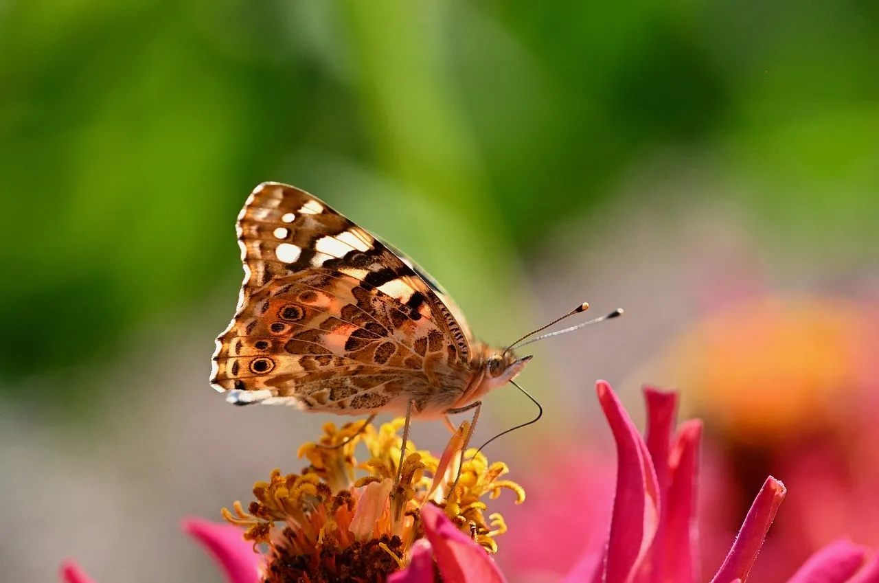 Vibrant Butterfly Delights on Zinnia Petals in Autumn Garden