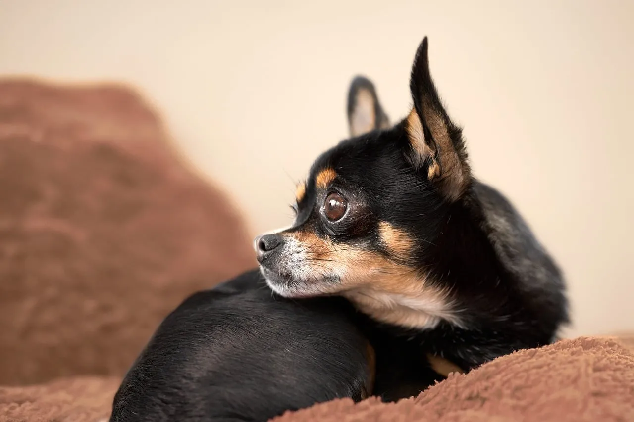 Adorable Chihuahua's Loyal Gaze on Plush Blanket