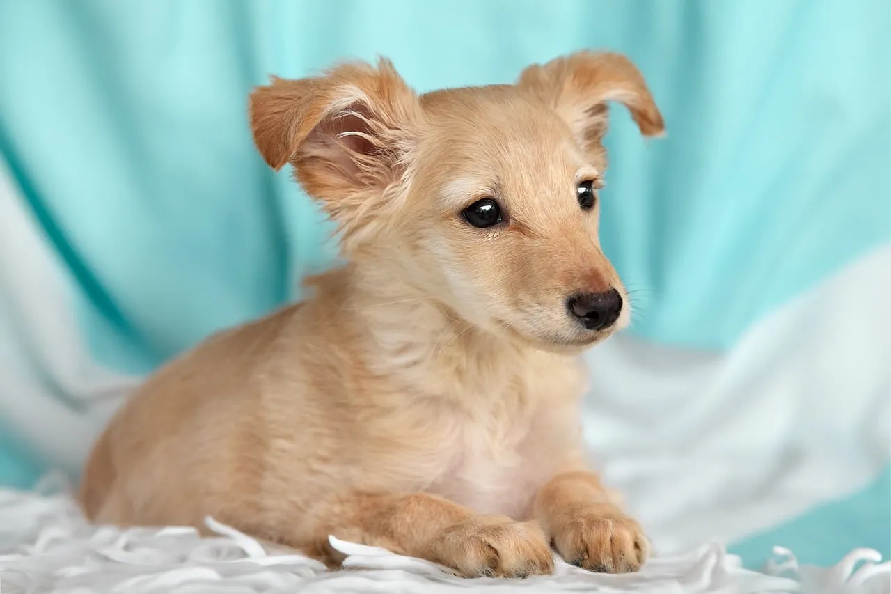 Adorable Golden Puppy with Captivating Eyes