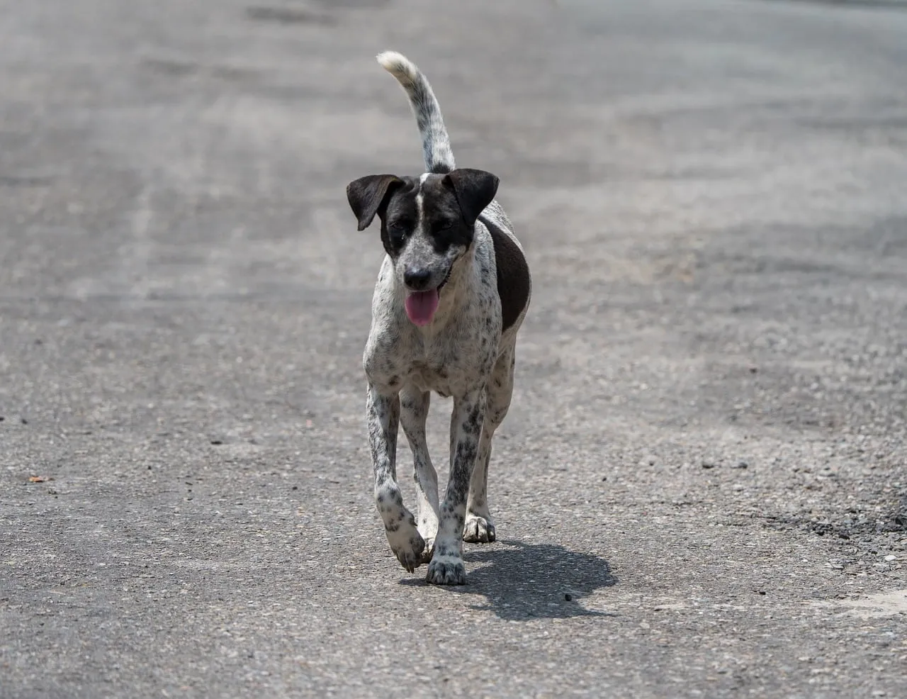 Heartwarming Glimpse: A Resilient Stray Puppy's Street Journey