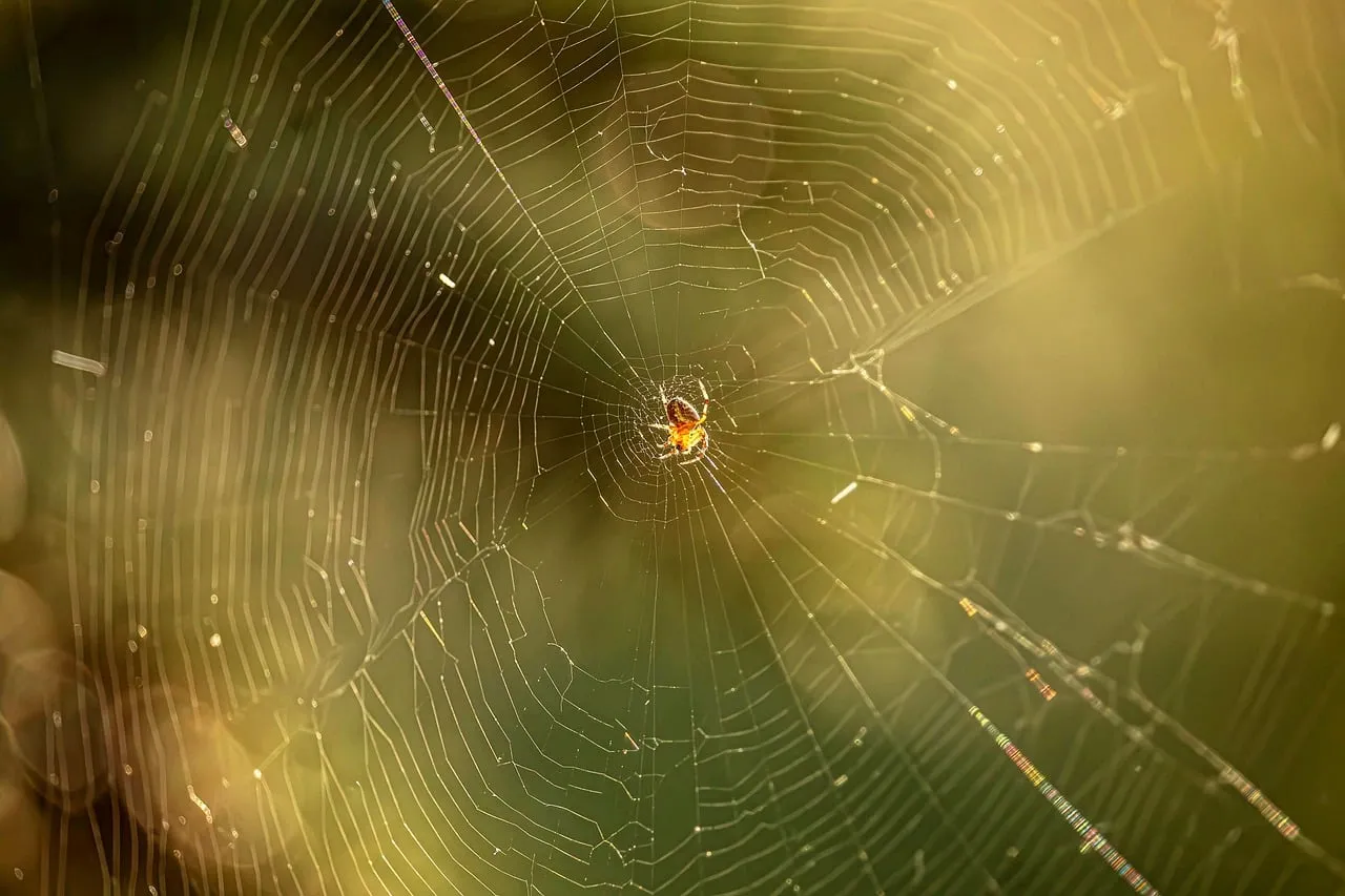 Enchanting Spider Web: Nature's Golden Trap