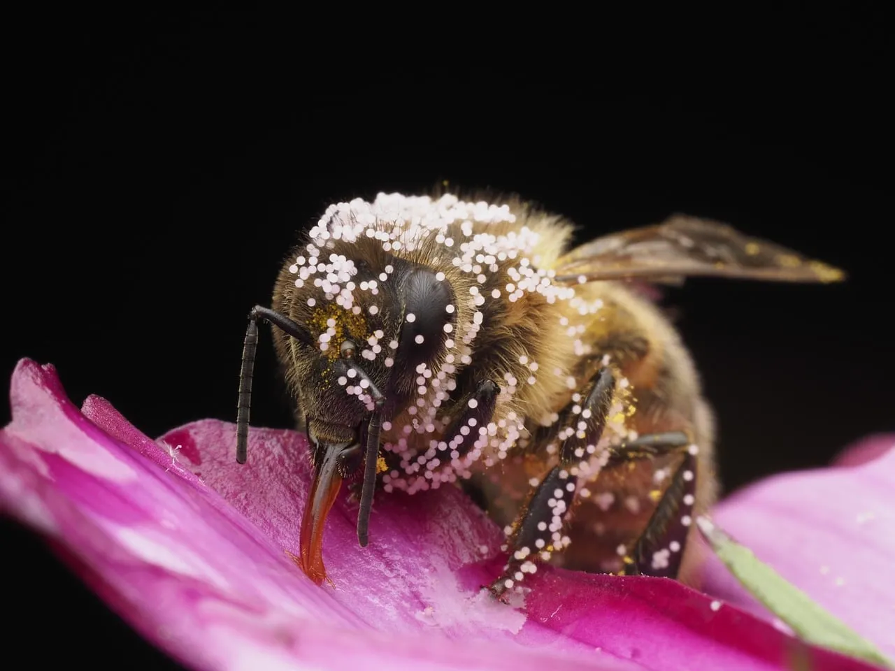 Stunning Macro: Bee Covered in Pollen on Pink Petal