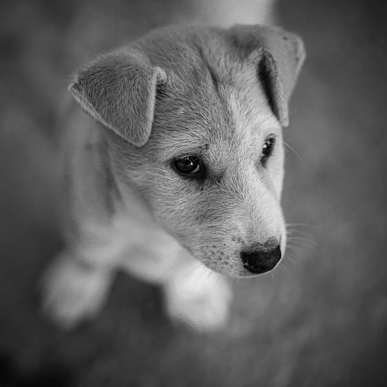 Enchanting Black and White Puppy Portrait: Pure Innocence Captured