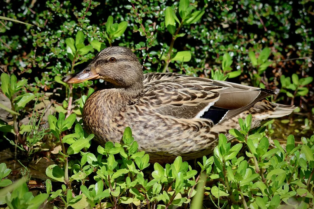 Serene Female Mallard Nestled in Lush Spring Foliage