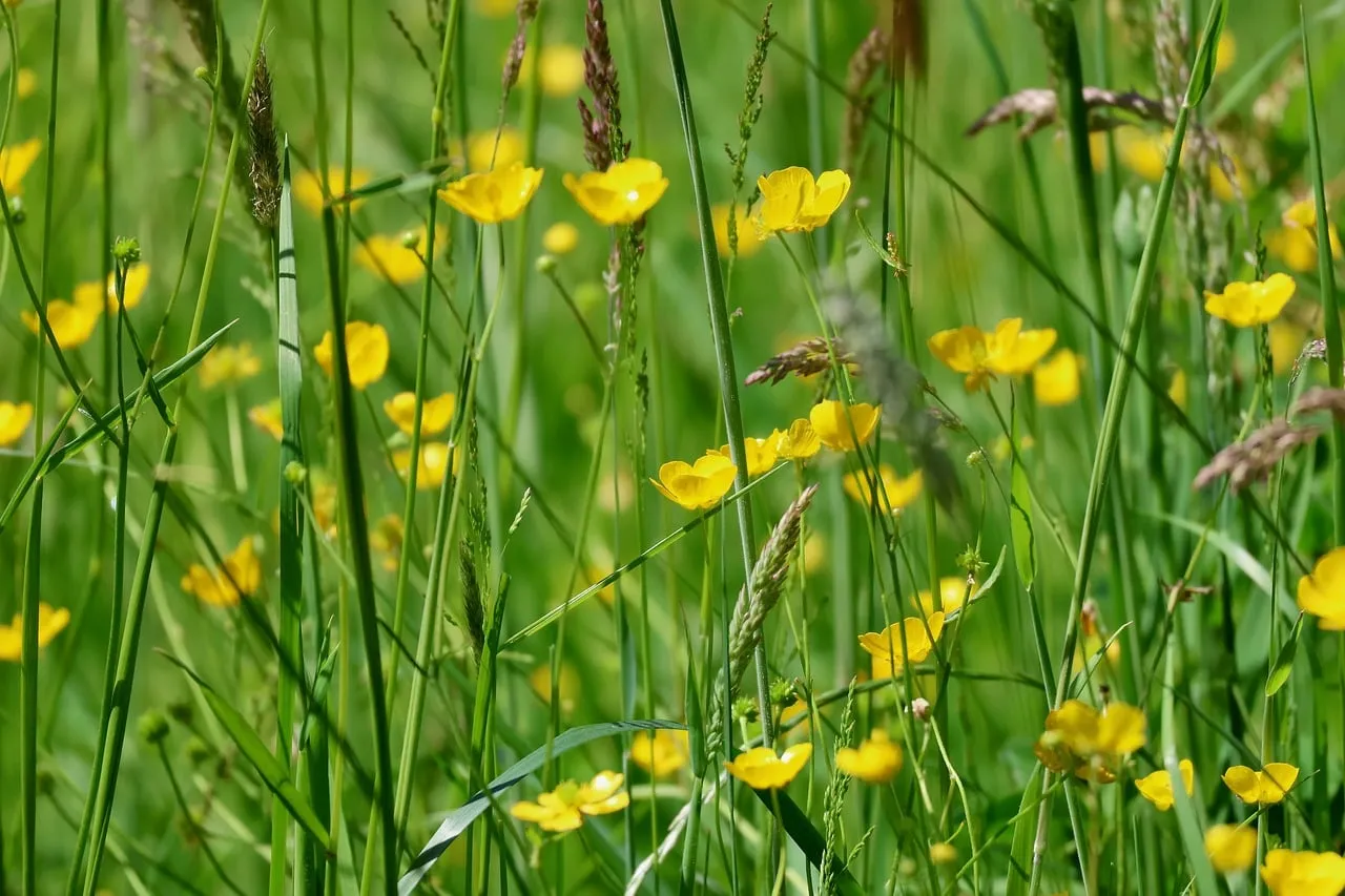 Vibrant Yellow Buttercups Dancing in a Lush Green Meadow