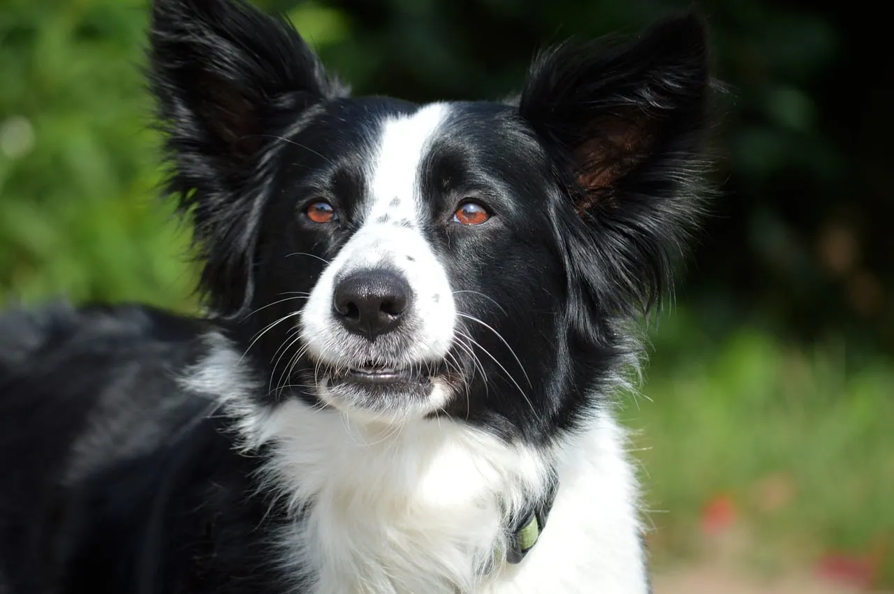 Captivating Gaze: Intelligent Border Collie Portrait
