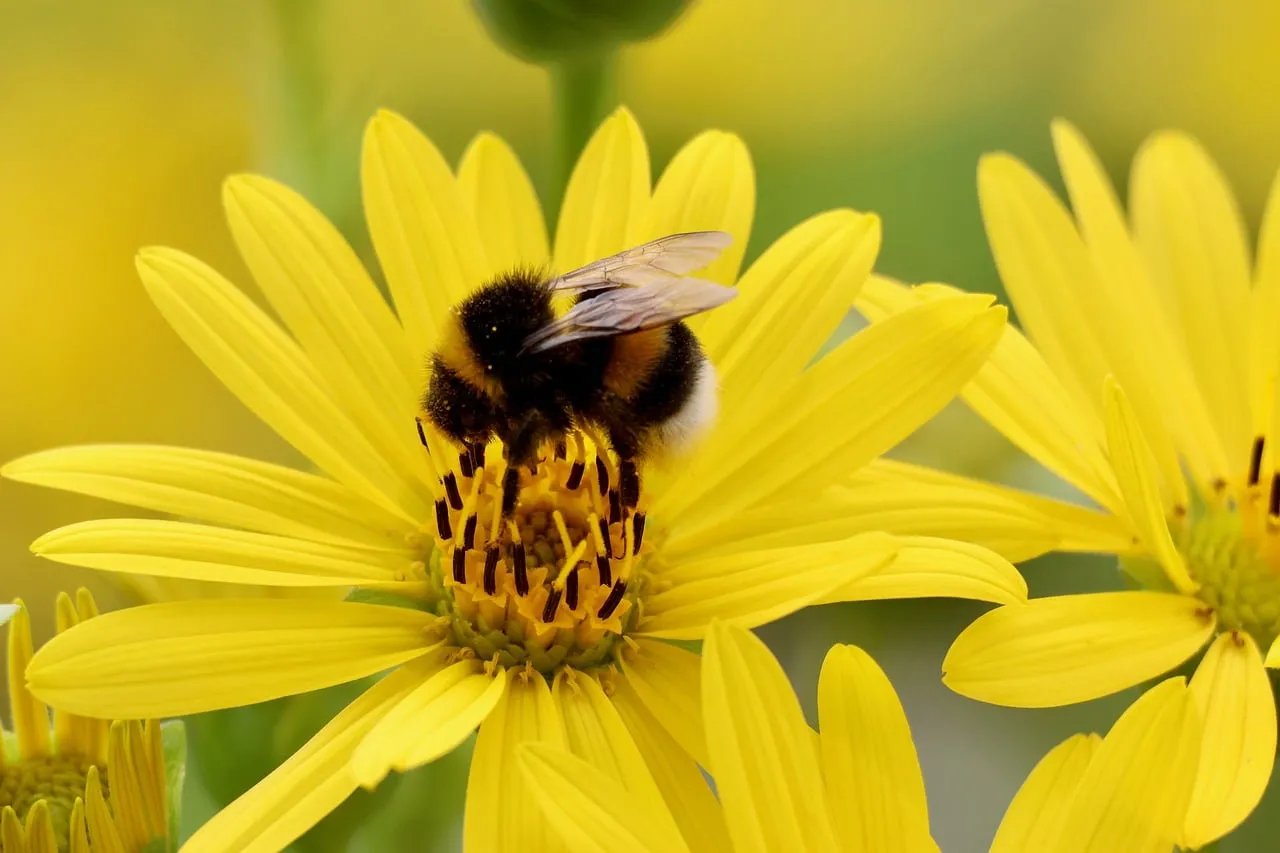 Vibrant Yellow Bloom: Bumblebee's Nectar Delight