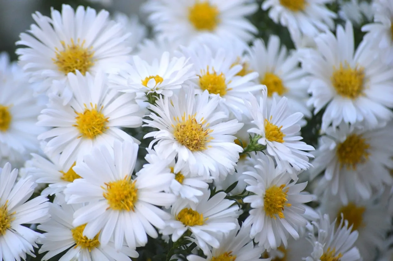 Vibrant White Asters: Autumn's Cheerful Bloom