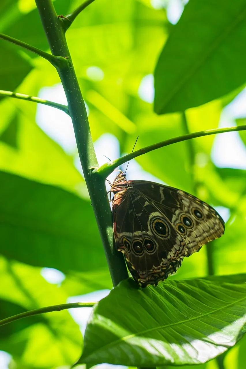 Majestic Butterfly Perched on Vibrant Green Foliage