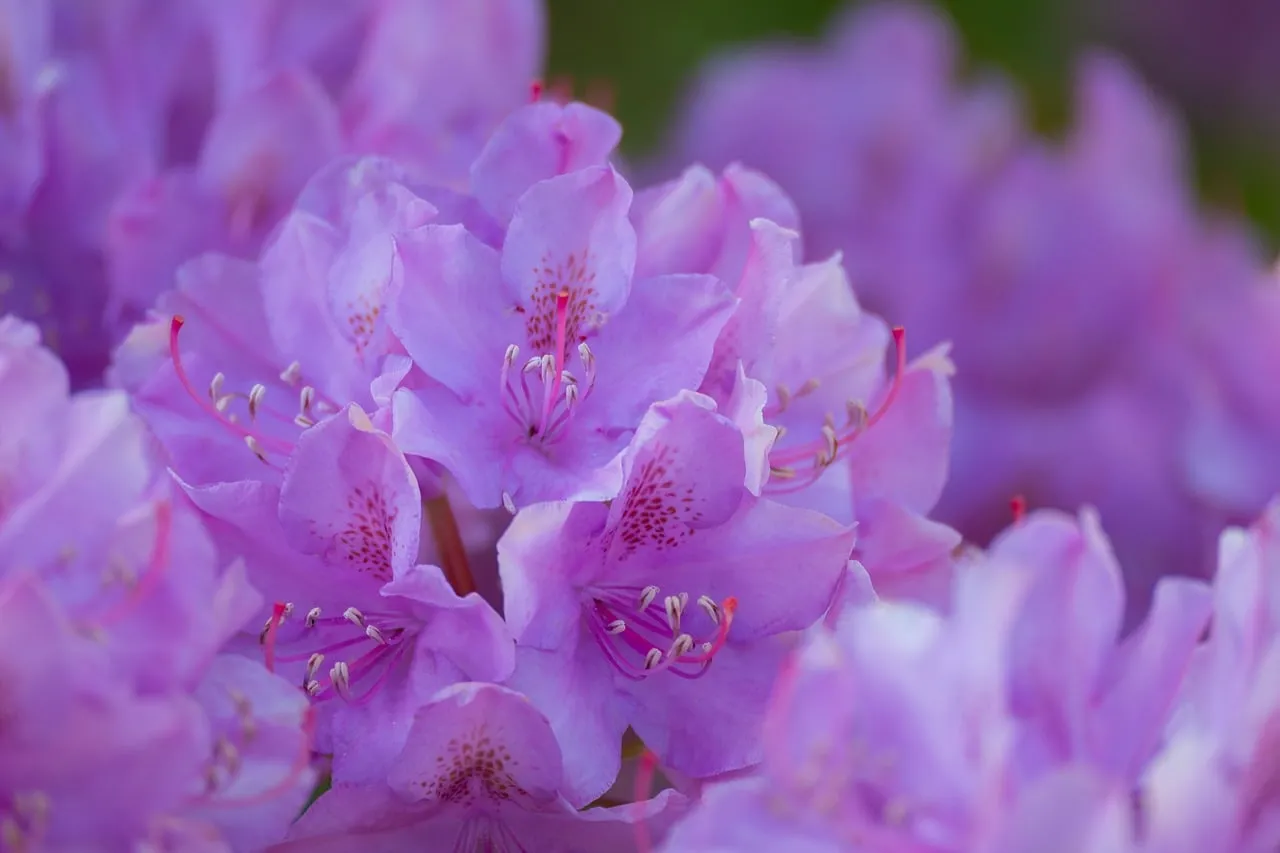 Vibrant Rhododendron: A Burst of Purple Spring Beauty