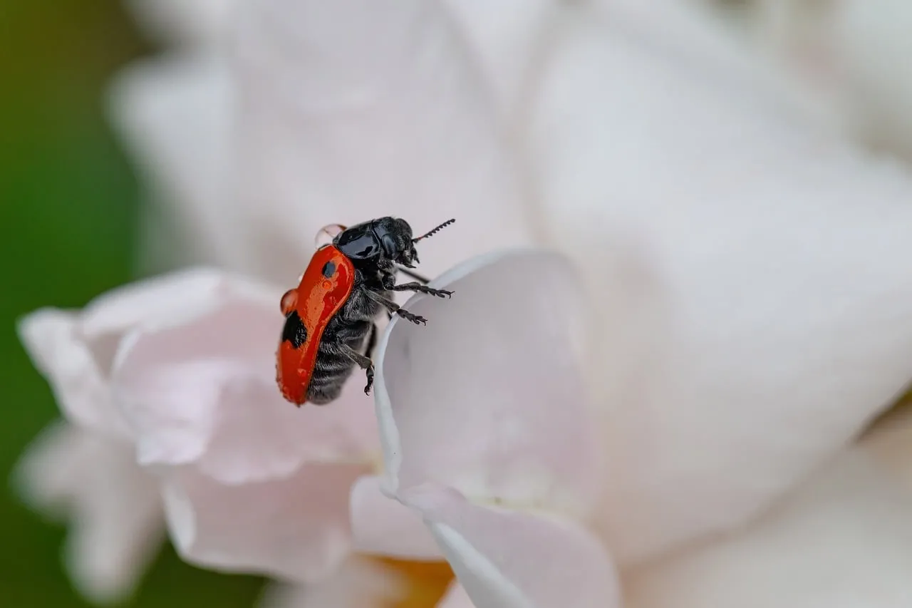Vibrant Ladybug Adorning a Delicate White Rose