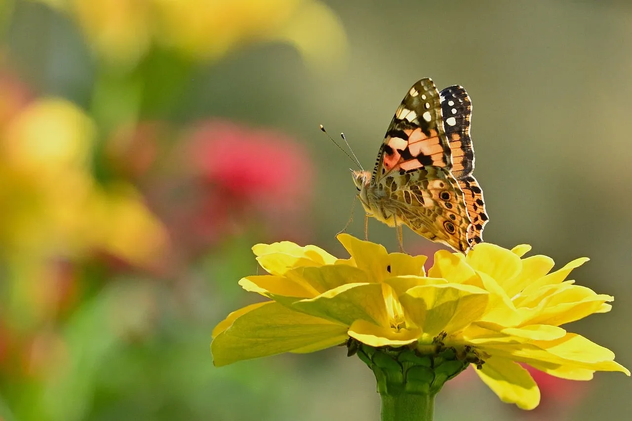 Vibrant Butterfly on Zinnia: Summer's Pollination Dance