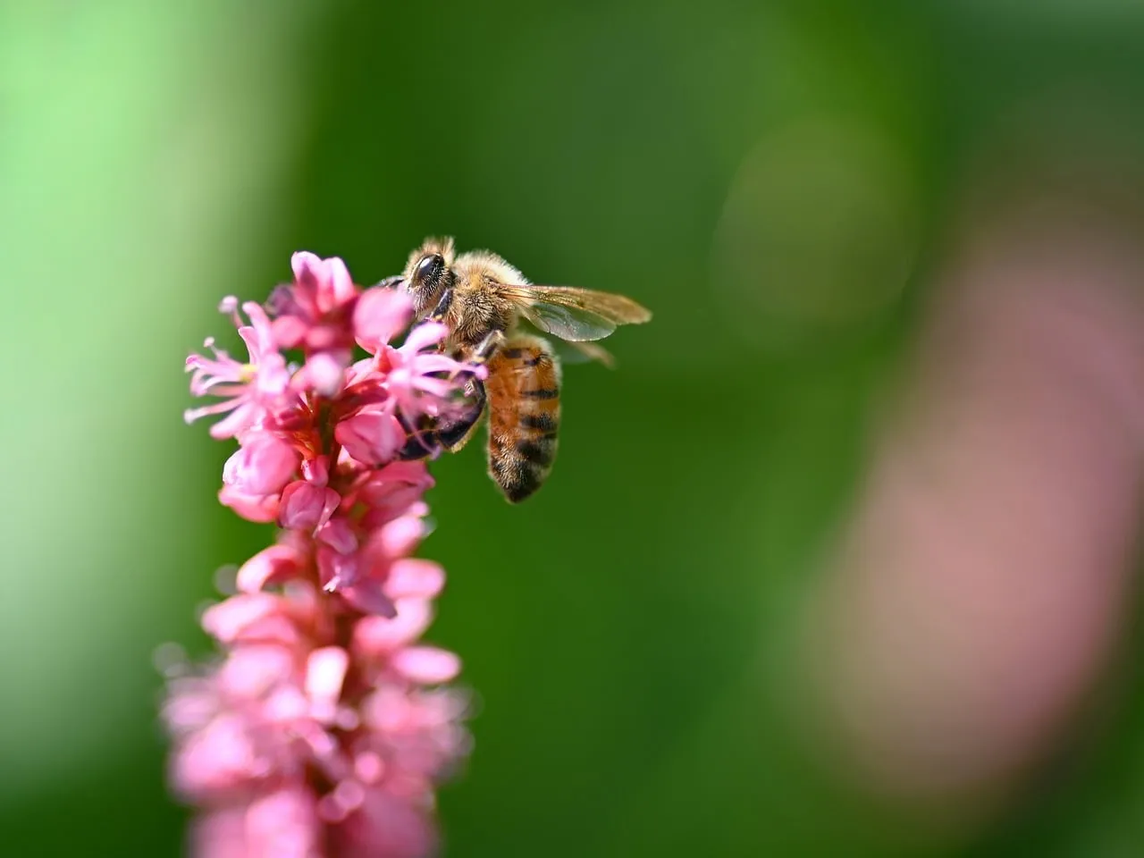 Vibrant Macro: Honeybee Pollinating Knotweed Flower