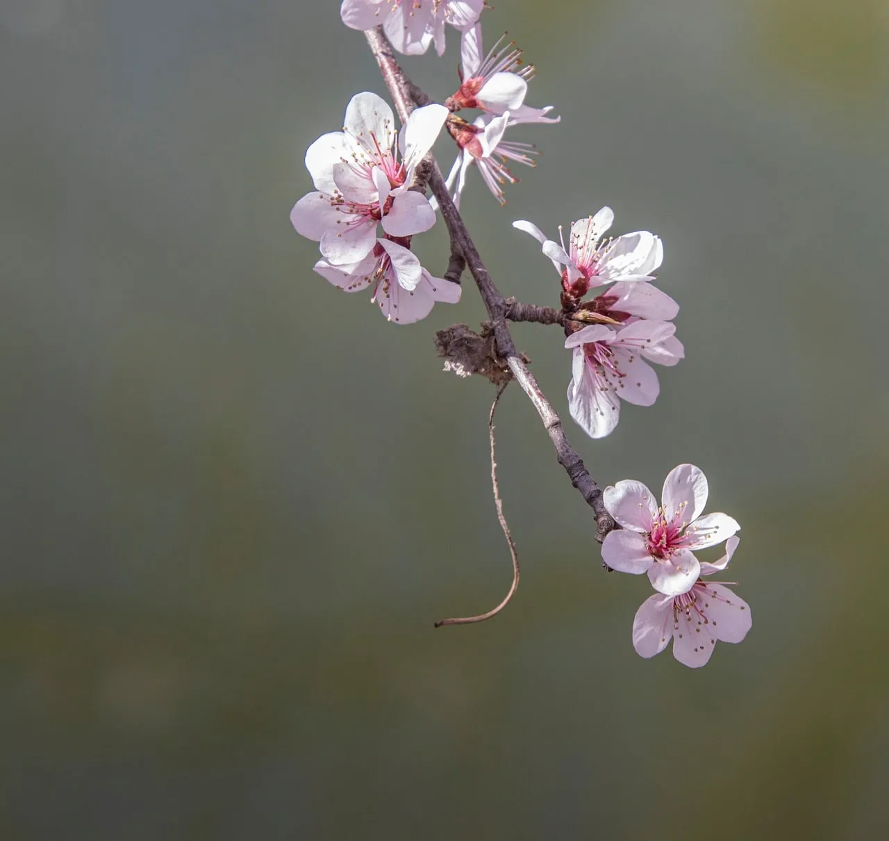 Delicate Peach Blossoms: Spring's Romantic Awakening
