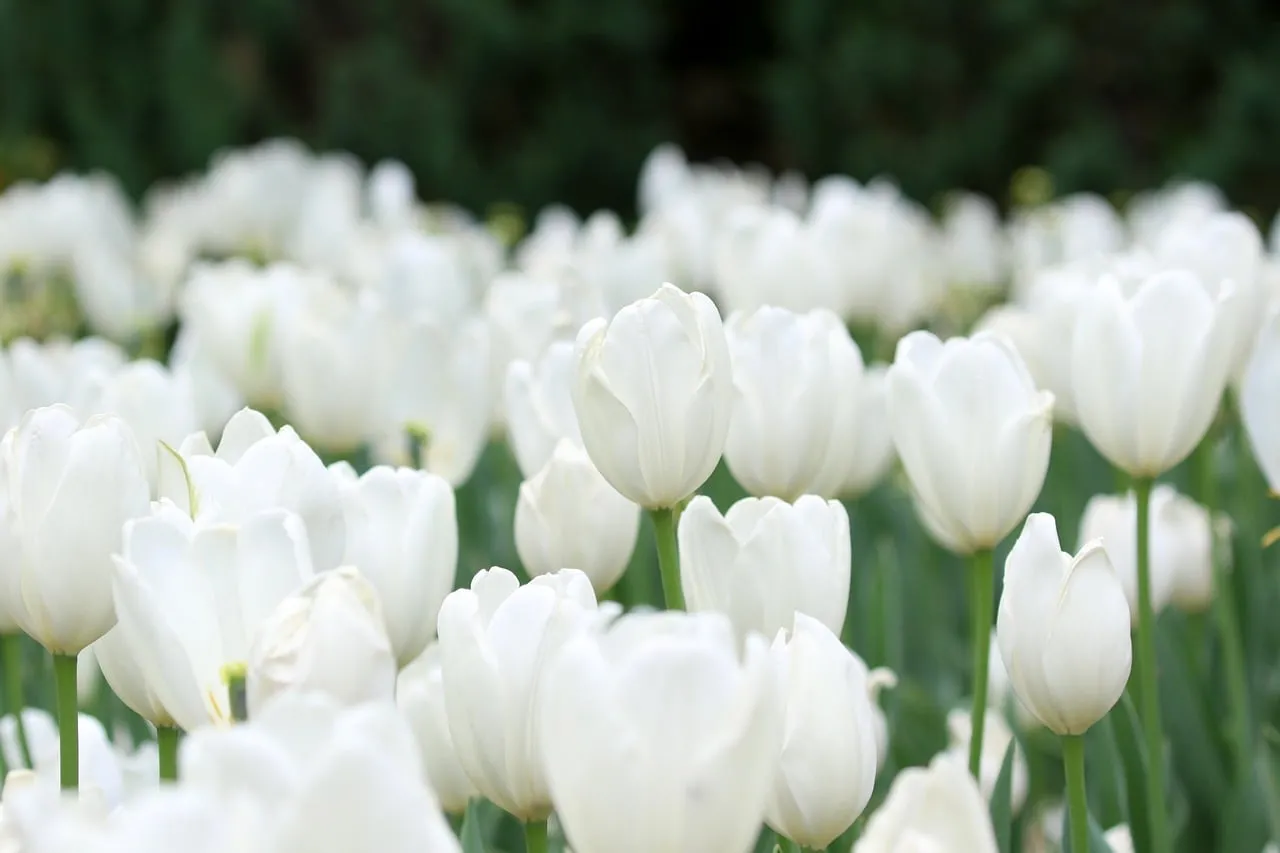 Stunning White Tulip Field: A Gentle Spring Bloom