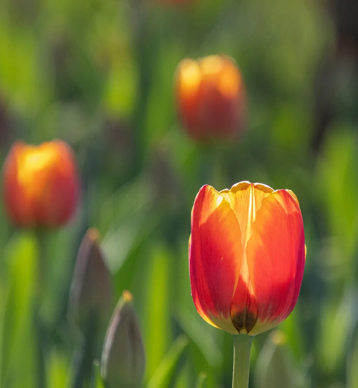 Vibrant Red Tulip Bathed in Golden Sunlight