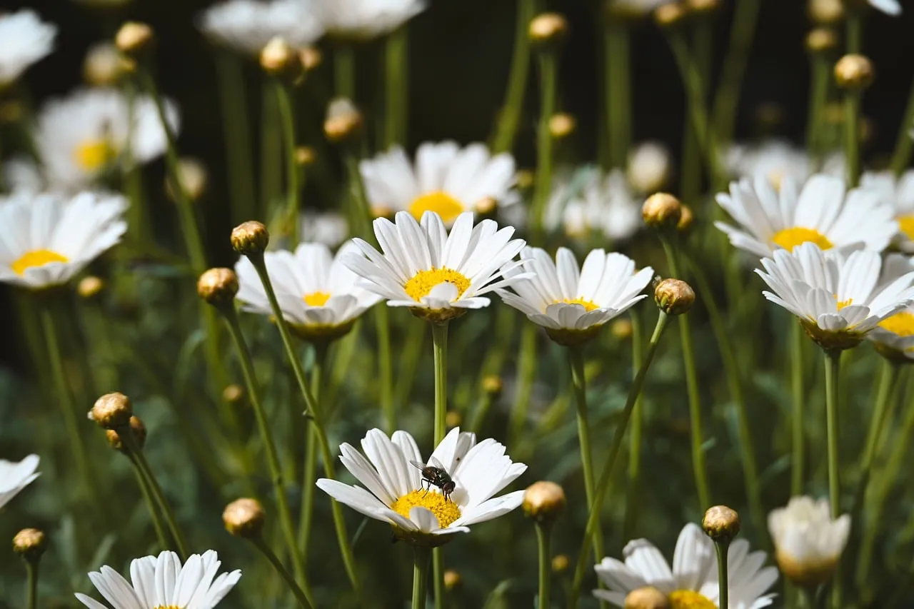 Vibrant Spring Daisies: A Macro Shot of Nature's Delicate Beauty