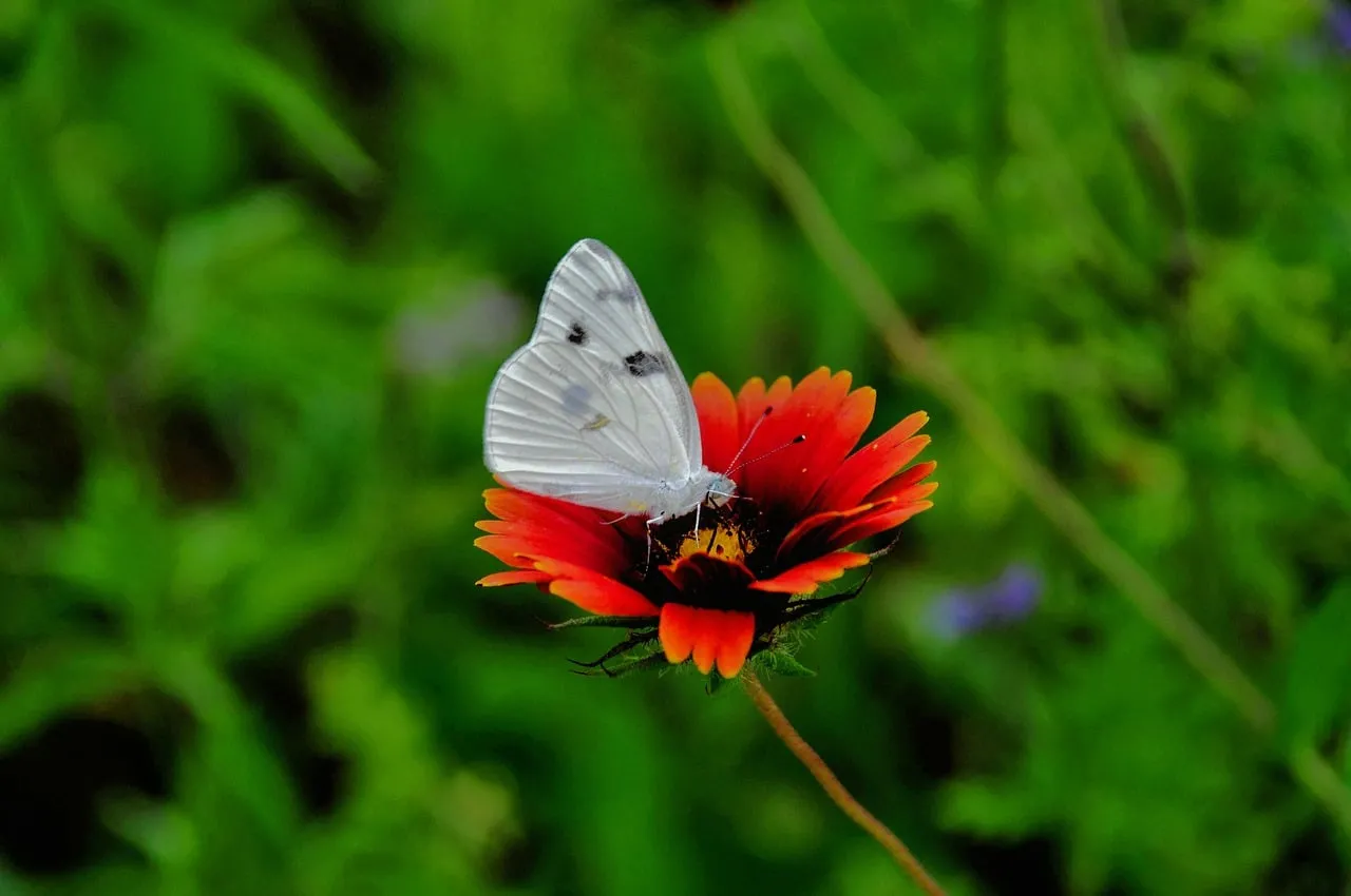 Vibrant Summer: White Butterfly on Red Gaillardia Flower