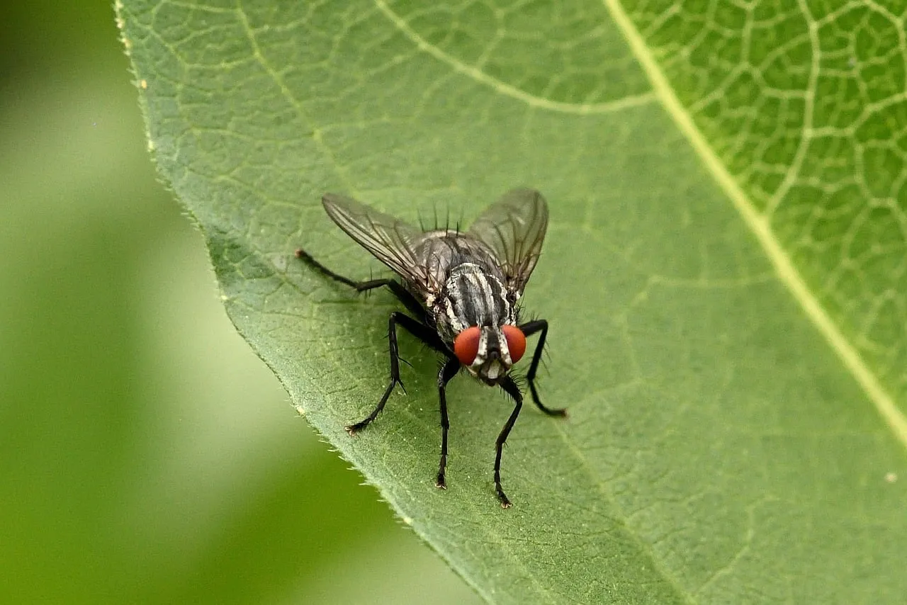 Stunning Macro: Fly with Compound Eyes on a Vibrant Leaf