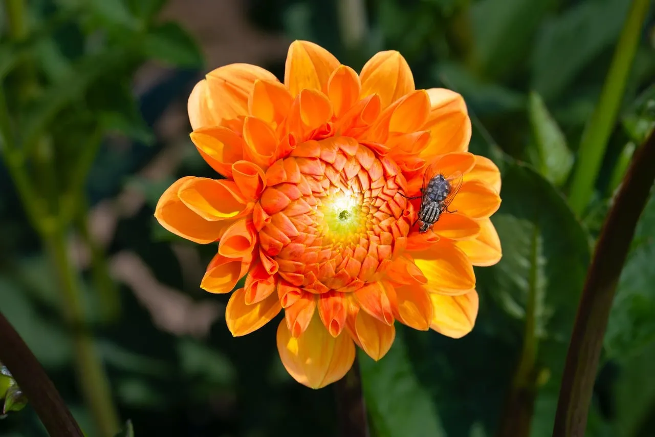 Vibrant Orange Dahlia with a Tiny Visitor: A Summer Garden Scene
